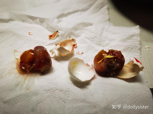 孵化鹦鹉蛋的第十八天半20210825