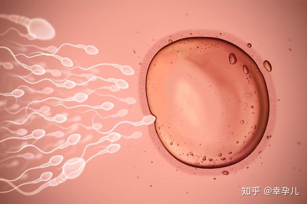 内分泌功能紊乱引起的,它会使得激素水平失调导致不排卵情况的发生