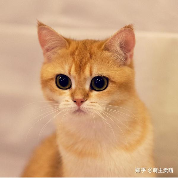 坐等变胖的金渐层小猫咪呀!