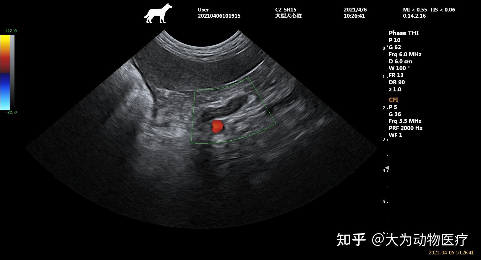 犬猫b超犬猫心脏彩超犬猫超声