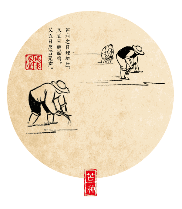 【gif】中药版二十四节气养生动态图9:淡竹叶 芒种