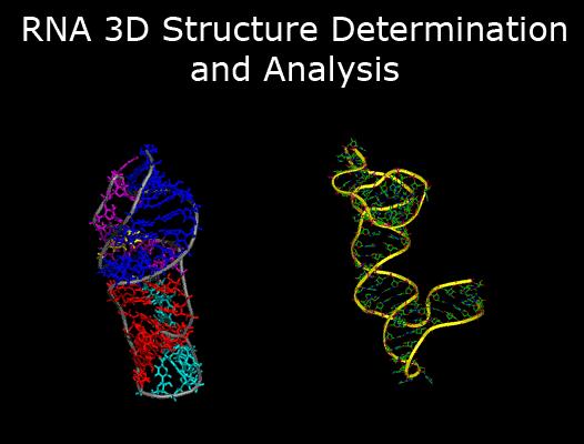 图 | rna 3d结构测定与分析(来源:nih)rna 分子通常有一个线性核苷酸