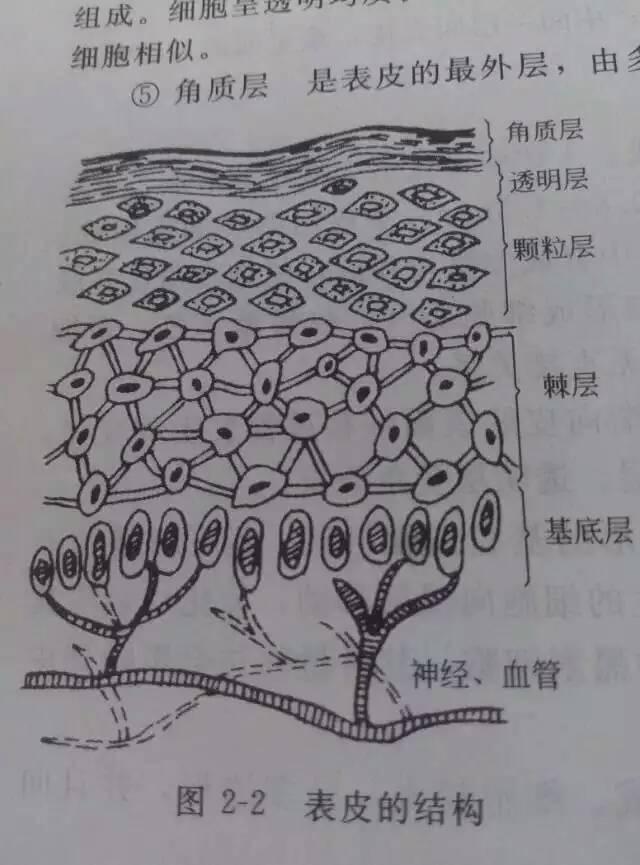 皮肤的基本结构红血丝的形成原因纯干货收藏版