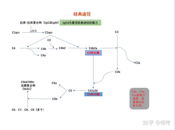 医学免疫学思维导图(五)补体系统