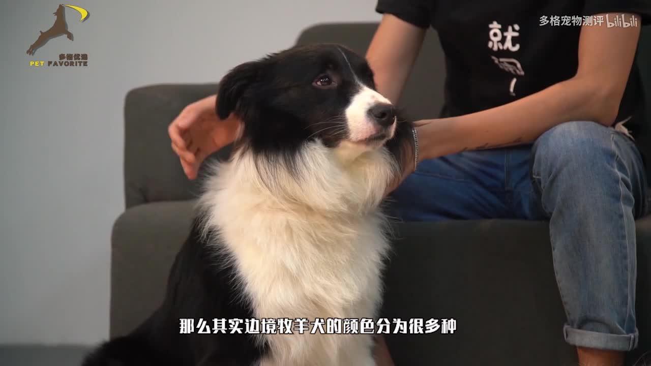 边牧为什么不能当警犬?