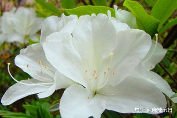 漂亮的有毒花认识20种大毒花远离危险
