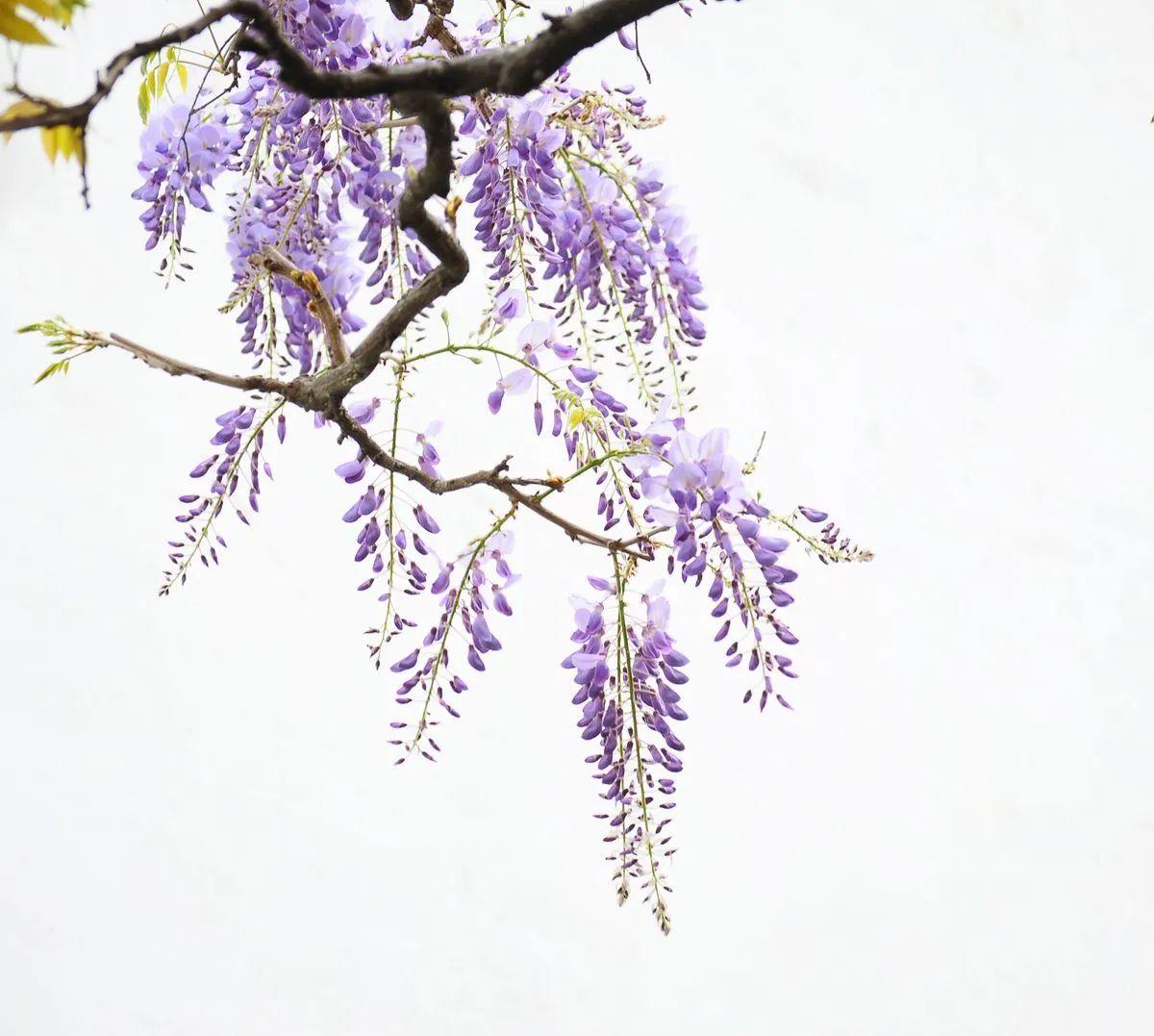 中国紫藤文化
