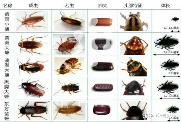 小强的种类大致有: 德国小蠊,美洲大蠊,澳洲大蠊,黑胸大蠊,东方蜚蠊