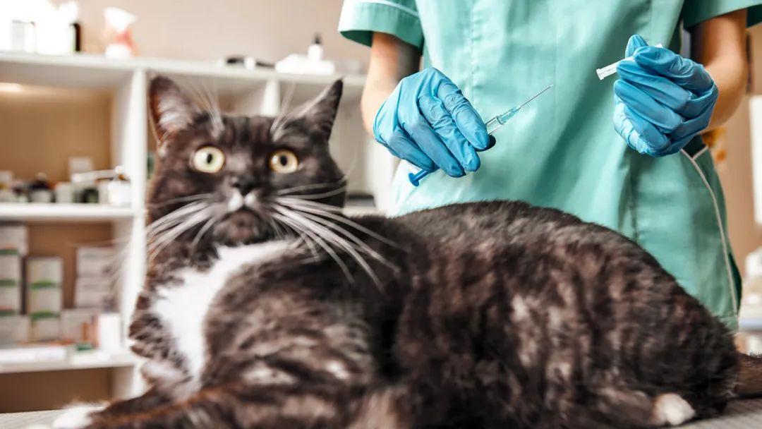 science:猫狗等宠物会感染新冠,它们也需要接种新冠疫苗吗?