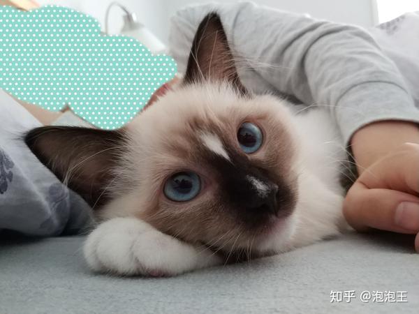 重点色布偶 (挖煤工,黑脸)到底有多可爱?