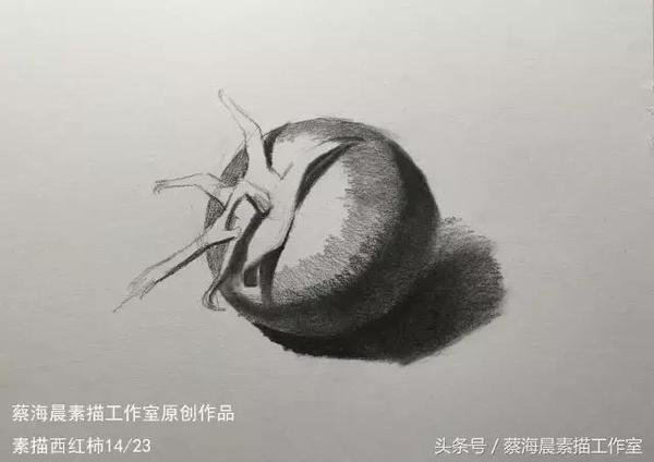 蔡海晨素描步骤稿12—素描西红柿的画法