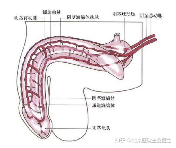 阴茎增大阿拉伯挤奶法和负压吸引法有效果吗?