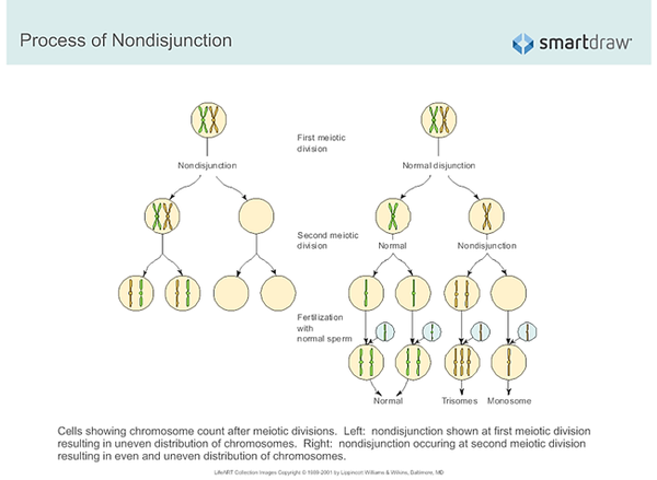 non-disjunction: the failure of homologous chromosomes to