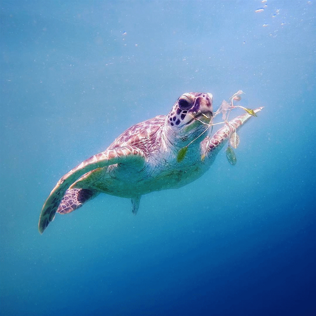 解密海龟成名背后的故事