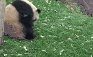 大熊猫究竟有多可爱?