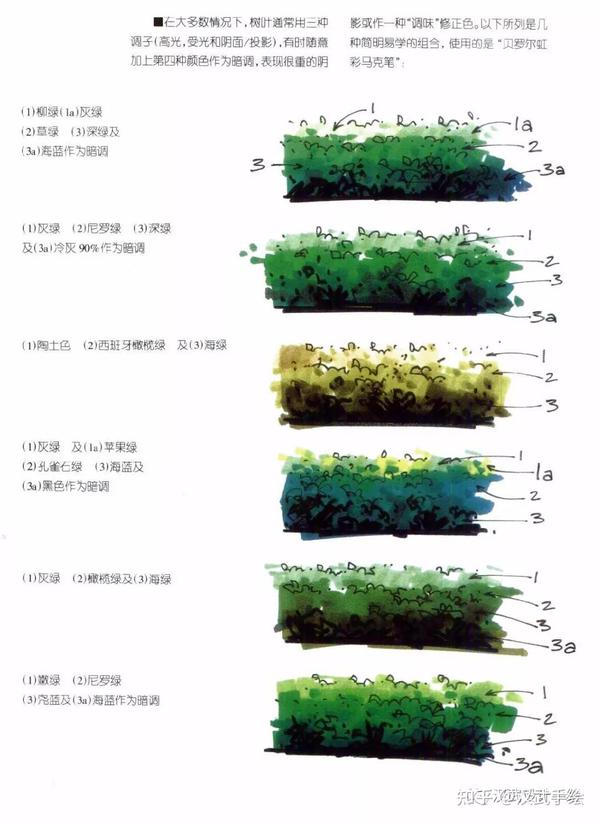 马克笔植物手绘教程案例分享