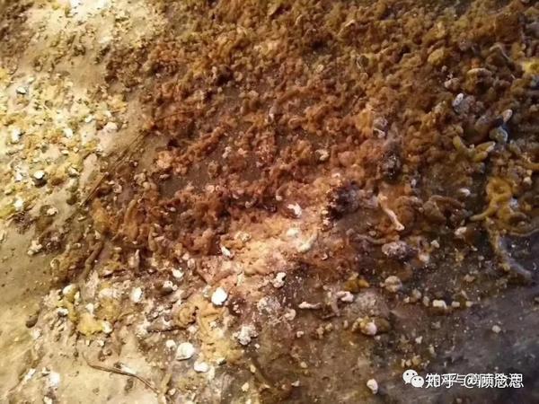 我国养鸡行业中流行的腺胃炎,肌胃腺胃炎,基本上都是由目前霉菌及其