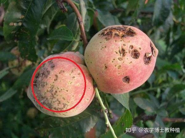 桃树为什么容易发生细菌性穿孔病呢?可能和以下几个方面有关系