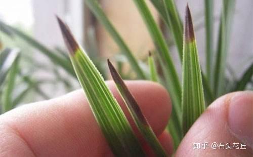 过冬的兰花有"3怕",难怪你养的"黄叶,烂根",做对就能开花