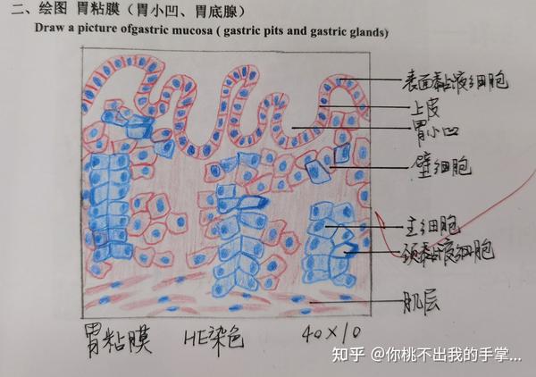 9.肝小叶和门管区