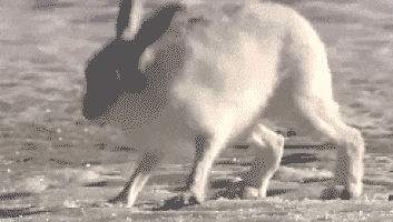 353_200gif 动态图 动图