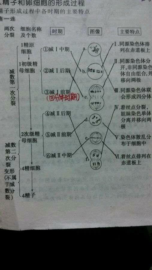 减数分裂中精子形成过程中各时期的主要特点