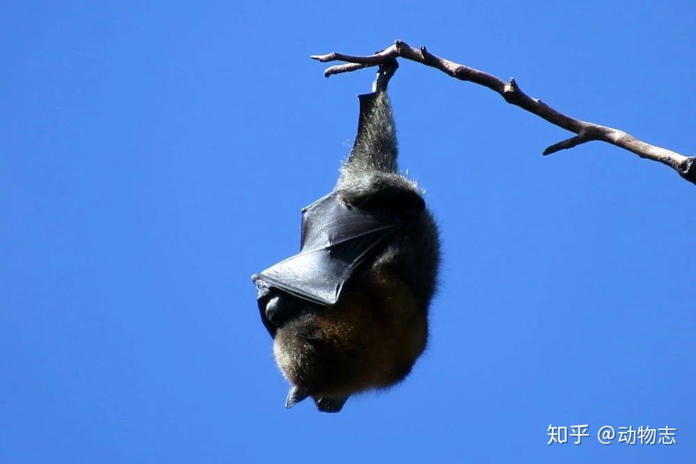 蝙蝠冬季进入蛰伏状态,体温和代谢率皆下降,体温从活跃状态下的 40