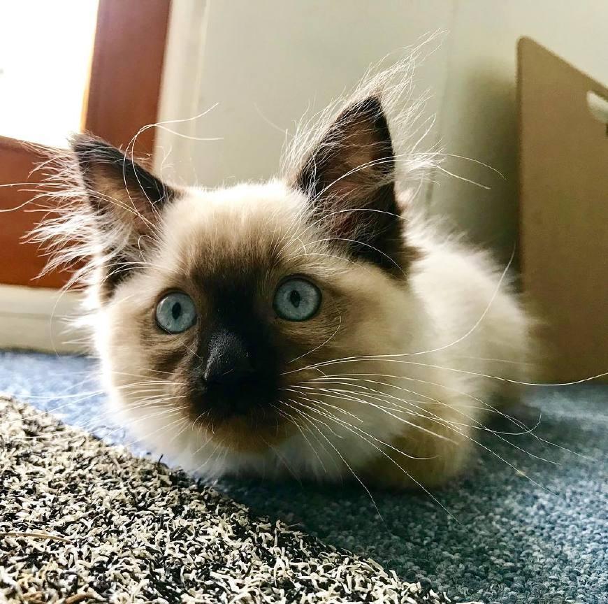 猫咪的胡须可以测量洞口的宽度?小时候听说的这一点可能并不准确