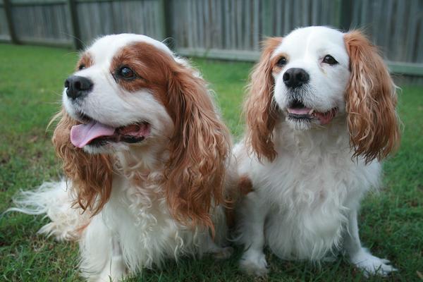 查理王小猎犬起源是什么,好养吗?听说英国皇室特别喜欢这种犬?