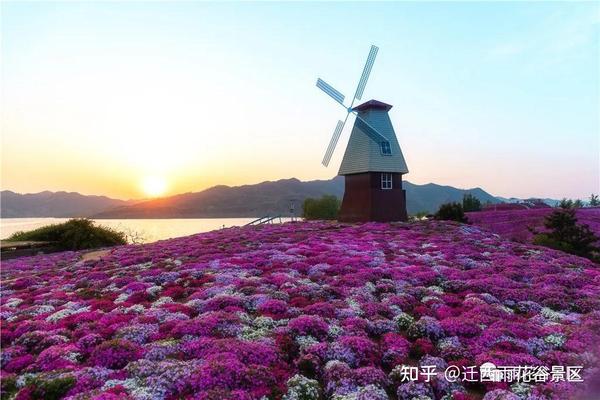 家乡美景迁西雨花谷芝樱花海