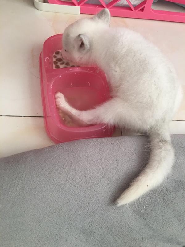 如何正确驯养狐狸