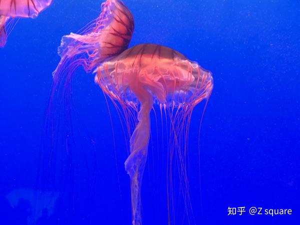 年轻人tz的水族馆记--浦东水族馆 (海荨麻水母)