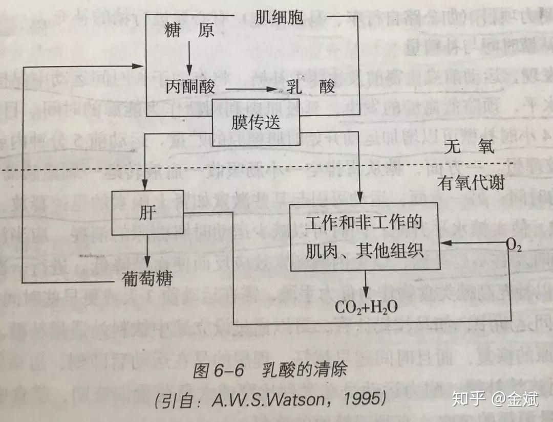 运动后总是酸痛乳酸堆积肌肉拉伤你需要的真相在这