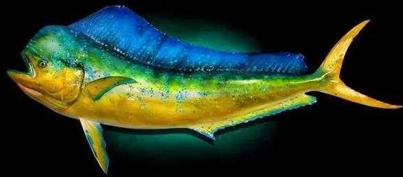 鲯鳅海洋之狐比曲妖精还妖