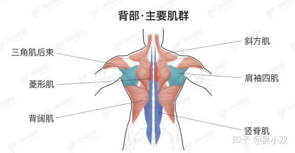我的私教日记(十五)——臀,腹部,背部肌肉训练
