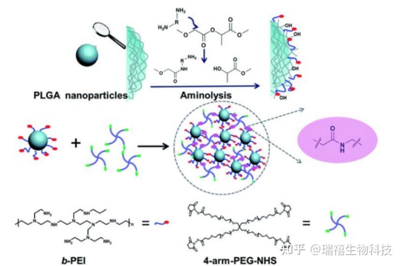 DSPC PEG Angiope Angiopep 2 CAQK cRGD RGD c RGDfC 磷脂 聚乙二醇 多肽 知乎