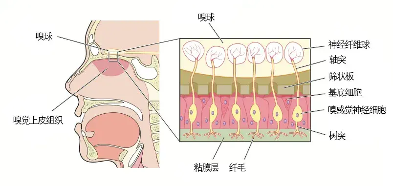 新冠患者之殇脑雾抑郁失去嗅觉出院后仍被后遗症纠缠