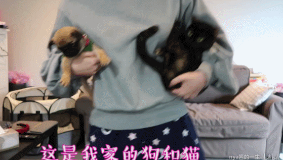 ▼而且nya酱还猫狗双全(羡慕脸