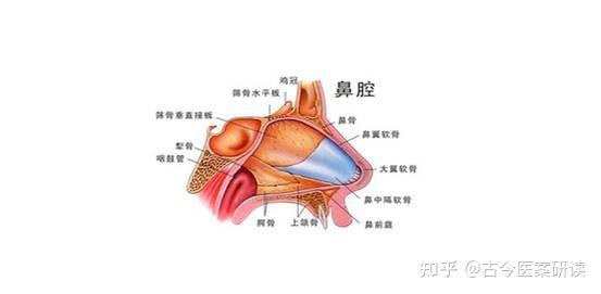 鼻塞不一定是感冒医生查明原因及时治疗很关键