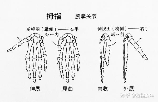 这些关节都是椭圆关节,掌骨的圆头与对应的近节指骨的凹状骨底相关节.