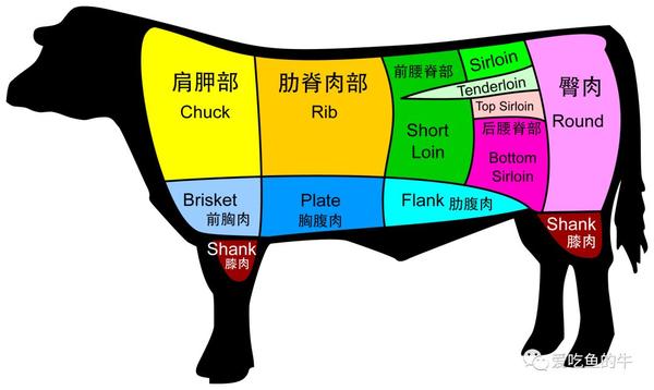 肉牛初级分割的美国分法
