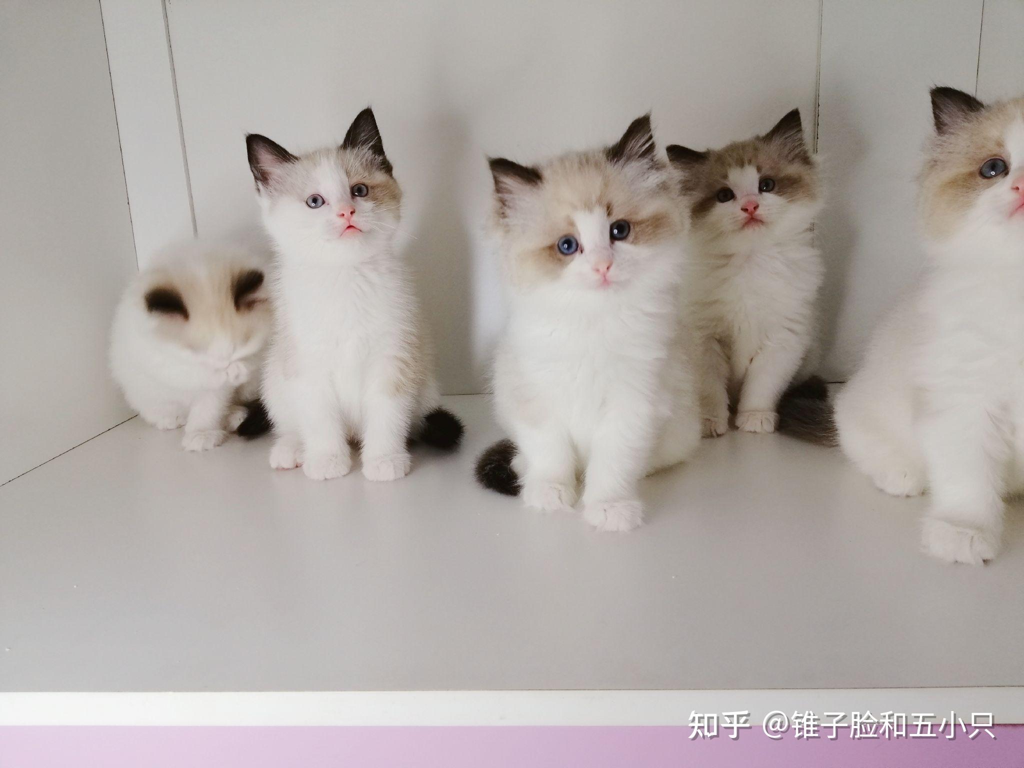 新手养布偶猫要注意什么
