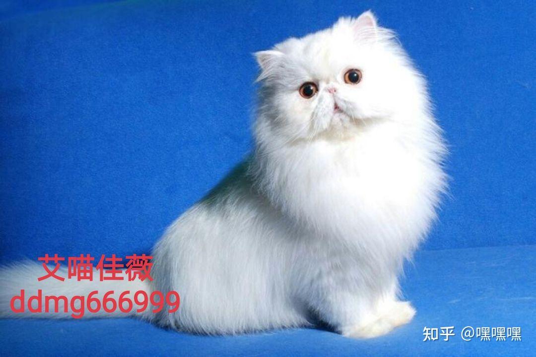 一般的波斯猫售价是多少