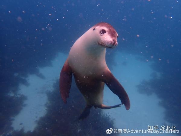 australian sea lions - 澳洲海狮简介