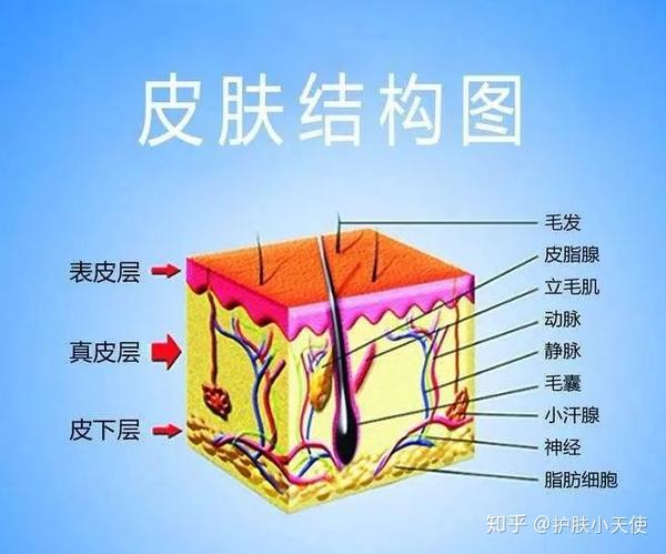 做美容的,怎能不知皮肤生理学?