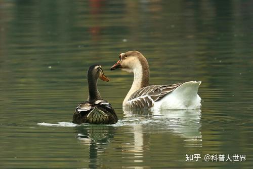 湖北有种家禽叫暾,都说是鹅鸭杂交品种,鹅与鸭子真能杂交繁殖吗