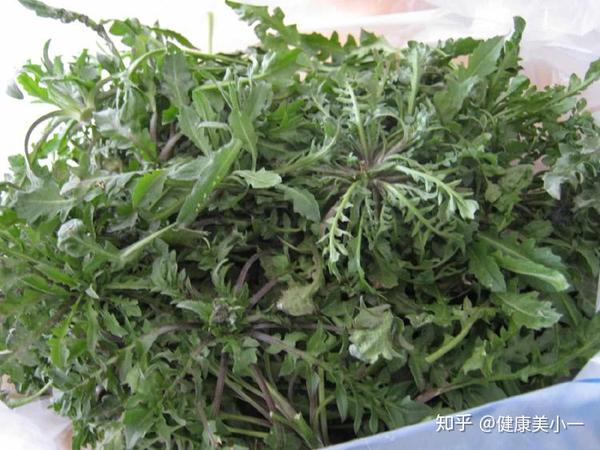 2草:猫须草