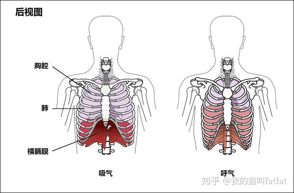 胸腔的尺寸会影响肺容量和气流速率