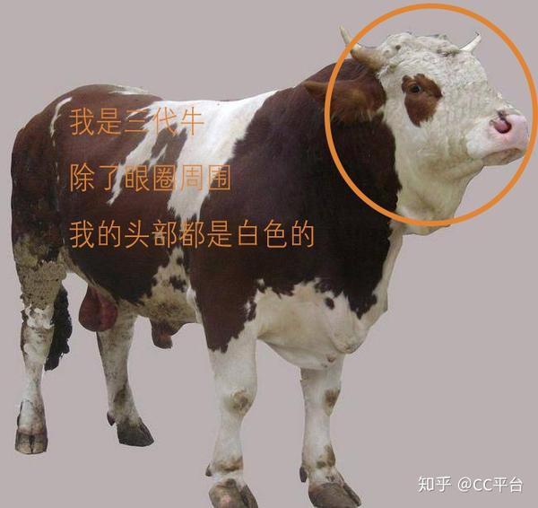 三代牛的外部特征:头这时候已经全白了,但是还是会保留红眼圈,有的牛