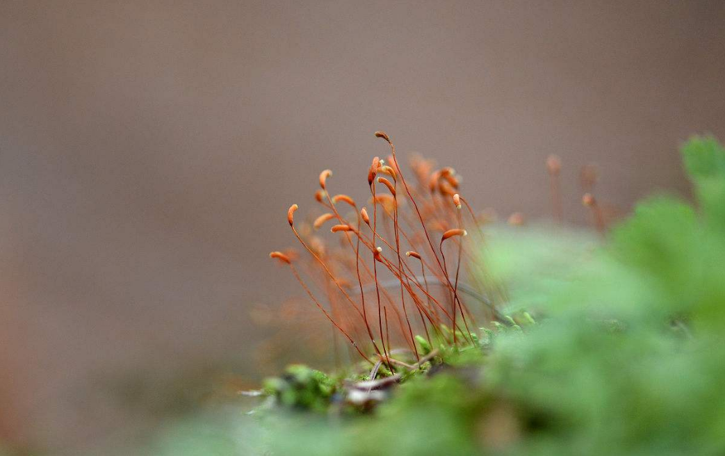 诗| 苔花之问——读《苔》(清·袁枚)有感!